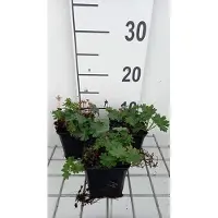 GRDplanten 6 x Géranium sang. 'Max Frei' - Bec de cigogne - Pot 9 x 9 cm