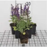 GRDplanten 6 x Salvia nem. 'blue queen' - Mousse étoilée - pot 9 x 9 cm