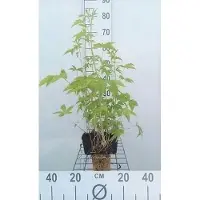 GRDplanten 6 x Filipendula purp. 'Elegans' - Reine des prés - pot 9 x 9 cm