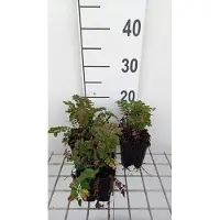 GRDplanten 6 x Sanguisorba 'Proud Mary' - Pimpinelle - pot 9 x 9 cm