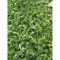 GRDplanten 6 x Hosta hybr. 'Wolverine' - Hosta - pot 9 x 9 cm