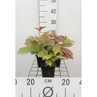 GRDplanten 6 x Rodgersia pod. 'Brownleaf' - Showleaf - pot 9 x 9 cm