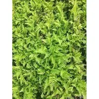 GRDplanten 6 x Dryopteris aff. 'Crispa' - Fougère ondulée - pot 9 x 9 cm