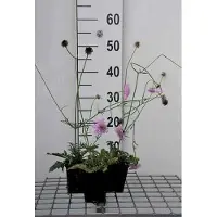 GRDplanten 6 x Scabiosa col. 'Pink Mist' - Scabiosa - Pot 9 x 9 cm