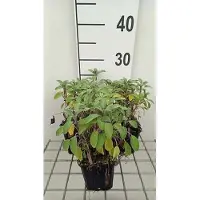 GRDplanten 6 x Salvia off. 'Growers Friend' - Sternmoos - Topf 9 x 9 cm