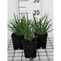 GRDplanten 6 x Sisyrinchium angustifolium - Épée de gazon - pot 9 x 9 cm