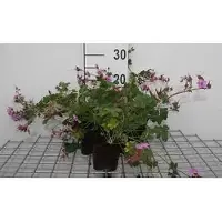 GRDplanten 6 x Geranium cant. cambridge' - Géranium - Topf 9 x 9 cm