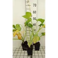 GRDplanten 6 x Hosta hybr. 'Guacamole' - Hosta - pot 9 x 9 cm