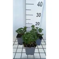 GRDplanten 6 x Iberis semp. 'Flocon de neige nain' - Fleur de l'anse - pot 9 x 9 cm
