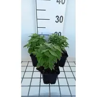 GRDplanten 6 x Monarda hybr. 'Cranberry Lace' - ortie indienne - pot 9 x 9 cm