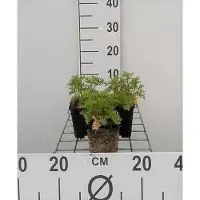GRDplanten 6 x Malva mosch. 'Alba' - Mauve - pot 9 x 9 cm