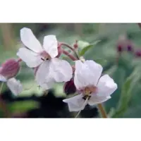 GRDplanten 6 x Géranium cant. 'Biokovo' - Bec de cigogne- Pot 9 x 9 cm