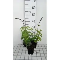 GRDplanten 6 x Salvia guar. 'Black And Blue' - Mousse étoilée - pot 9 x 9 cm
