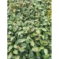 GRDplanten 6 x Hosta hybr. 'Canadian Blue' - Hosta - pot 9 x 9 cm