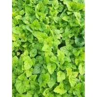 GRDplanten 6 x Tiarella hybr. 'Tiger Stripe' - Fleur de mousse - Pot 9 x 9 cm