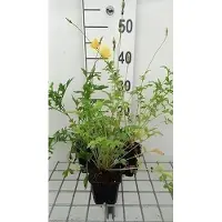 GRDplanten 6 x Meconopsis cambrica - Meconopsis - Topf 9 x 9 cm
