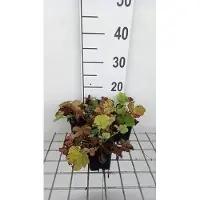 GRDplanten 6 x Geum hybr. 'Lemon Drops' - Nelkenwurz - Topf 9 x 9 cm