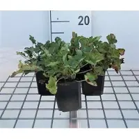 GRDplanten 6 x Heuchera sang. 'Leuchtkäfer' - Luciole pourpre - Pot 9 x 9 cm