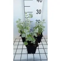 GRDplanten 6 x Ballota pseudodictamnus - pseudodictamnus - Topf 9 x 9 cm