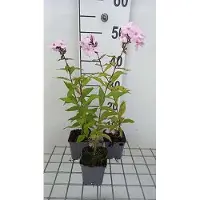 GRDplanten 6 x Phlox (p) 'Pink Pastel' - Fleur de flamme - pot 9 x 9 cm