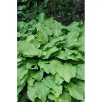 GRDplanten 6 x Hosta hybr. 'Honeybells' - Hosta - pot 9 x 9 cm x 9 cm