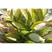 GRDplanten 6 x Hosta hybr. 'Gipsy Rose' - Hosta - pot 9 x 9 cm x 9 cm