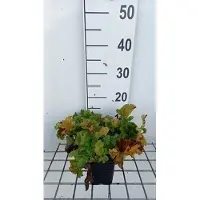 GRDplanten 6 x Geum hybr. 'Banana Daiquiri' - racine de girofle - pot 9 x 9 cm