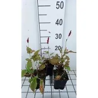 GRDplanten 6 x Persicaria ampl. 'Anne's Choice' - Renouée à bougies - pot 9 x 9 cm