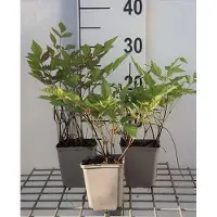 GRDplanten 6 x Astilbe (t) 'Prof. van der Wielen' - Prachtspiere - Topf 9 x 9 cm