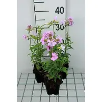 GRDplanten 6 x Saponaria off. 'Rosea Plena' - Saponaire - pot 9 x 9 cm