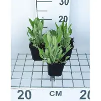 GRDplanten 6 x Rudbeckia fulgida var. deamii - Tournesol - Pot 9 x 9 cm