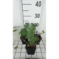 GRDplanten 6 x Geranium hybr. 'Dreamland' - Bec de cigogne - Pot 9 x 9 cm