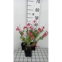 GRDplanten 6 x Salvia greggii 'Lipstick' - Mousse étoilée - pot 9 x 9 cm