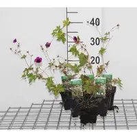 GRDplanten 6 x Geranium hybr. 'Ann Folkard' - Bec de cigogne - Pot 9 x 9 cm