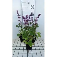 GRDplanten 6 x Salvia vert. 'Endless Love' - mousse étoilée - pot 9 x 9 cm