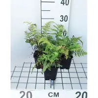 GRDplanten 6 x Athyrium nip. 'Metallicum' ('pictum') - Japanischer Regenbogenfarn 'Metallicum' - Topf 9 x 9 cm