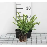 GRDplanten 12 x Lonicera nit. 'Maigruen' - Chèvrefeuille des haies persistant 'Maigruen' - pot 9 cm x 9 cm