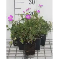 GRDplanten 6 x Geranium sanguineum - Bec de cigogne- Pot 9 x 9 cm