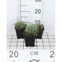 GRDplanten 6 x Dianthus gratianopolitanus (caesius) - Oeillet - Pot 9 x 9 cm