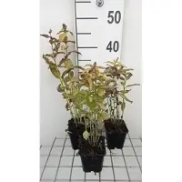 GRDplanten 6 x Nepeta kubanica - Herbe à chat - Pot 9 x 9 cm