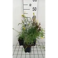 GRDplanten 6 x Linaria vulgaris - Linaire - pot 9 x 9 cm