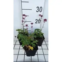 GRDplanten 6 x Astrantia major 'Star of Love' - Ombelle étoilée - Pot 9 x 9 cm