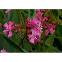 GRDplanten 6 x Lychnis visc. 'Splendens' - Lichtnelke - Topf 9 x 9 cm