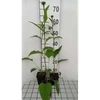 GRDplanten 6 x Echinacea purp. summer Cocktail' - Echinacea - Pot 9 x 9 cm
