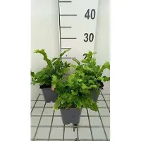 GRDplanten 6 x Asplenium scol. 'Cristata' - Fougère langue - pot 9 x 9 cm