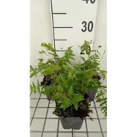 GRDplanten 6 x Thelypteris palustris ( dryopteris pal.) - Fougère des marais - pot 9 x 9 cm