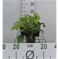 GRDplanten 6 x Heucherella alba 'Bridget Bloom' - Fleur de mousse bâtarde - pot 9 x 9 cm