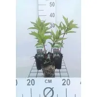 GRDplanten 6 x Eupatorium mac. 'Parapluie géant' - Pot 9 x 9 cm