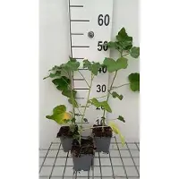 GRDplanten 6 x Lavatera hybr. 'Candy Floss' - mauve arbustive - pot 9 x 9 cm