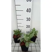 GRDplanten 6 x Lychnis coronaria - Campion - pot 9 x 9 cm